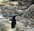 Jardin Zoologique Lisbonne Génial Oceanario De Lisboa Lisbon