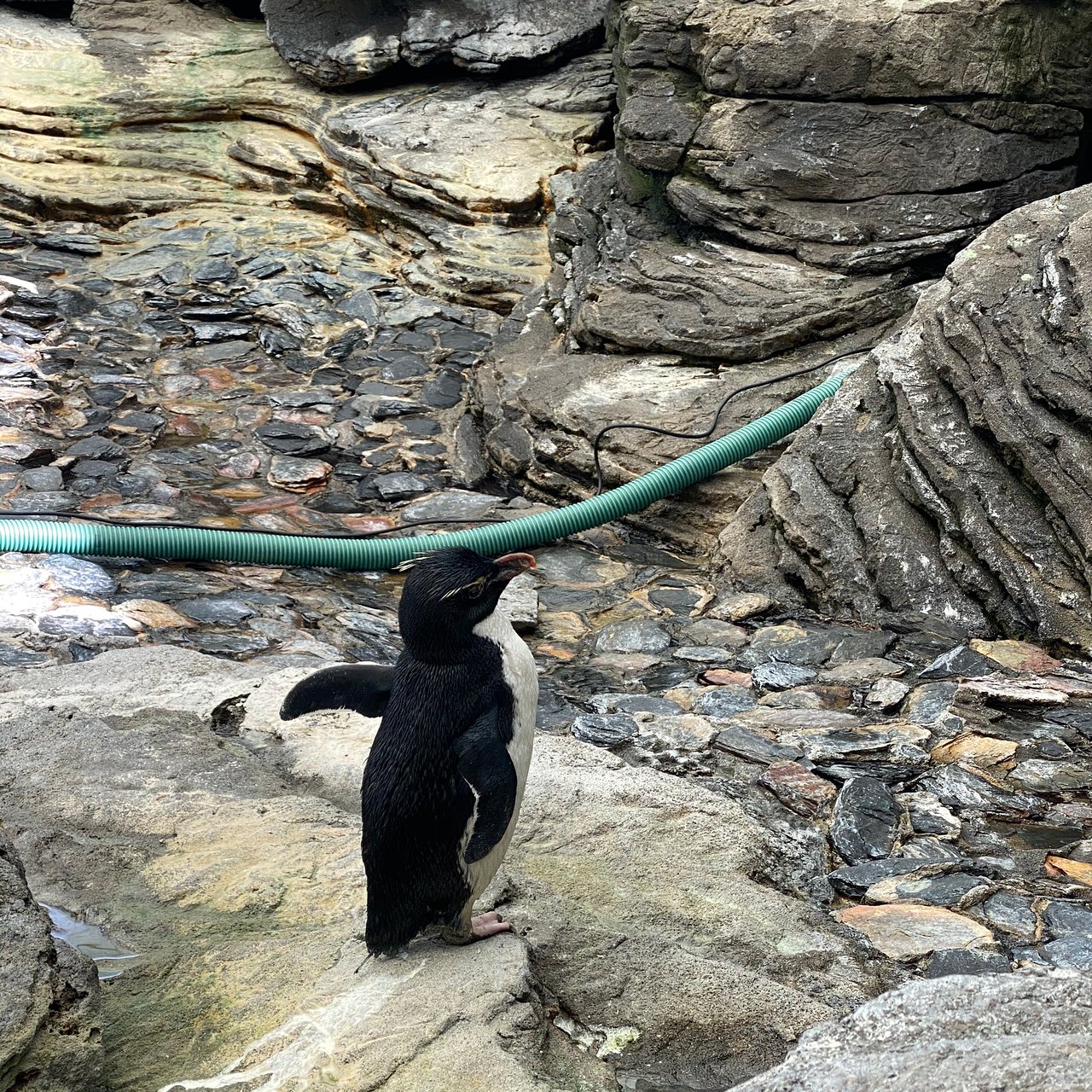 Jardin Zoologique Lisbonne Génial Oceanario De Lisboa Lisbon