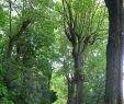 Le Grand Jardin Élégant Parc Des Hauteurs