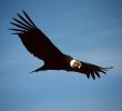 Le Jardin Anglais Guingamp Nouveau Condor