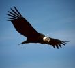 Le Jardin Anglais Guingamp Nouveau Condor