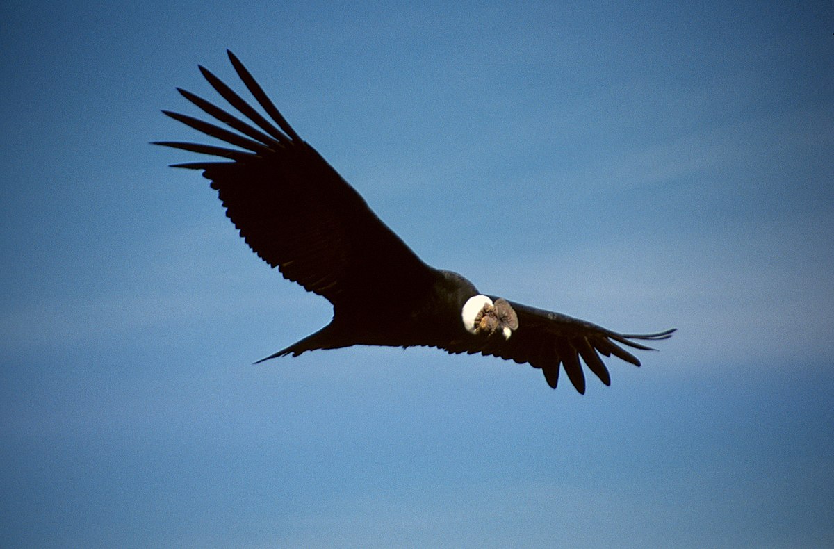 Le Jardin Anglais Guingamp Nouveau Condor