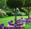Le Jardin Anglais Guingamp Unique English Garden with Lipop Yews and Allium Purple