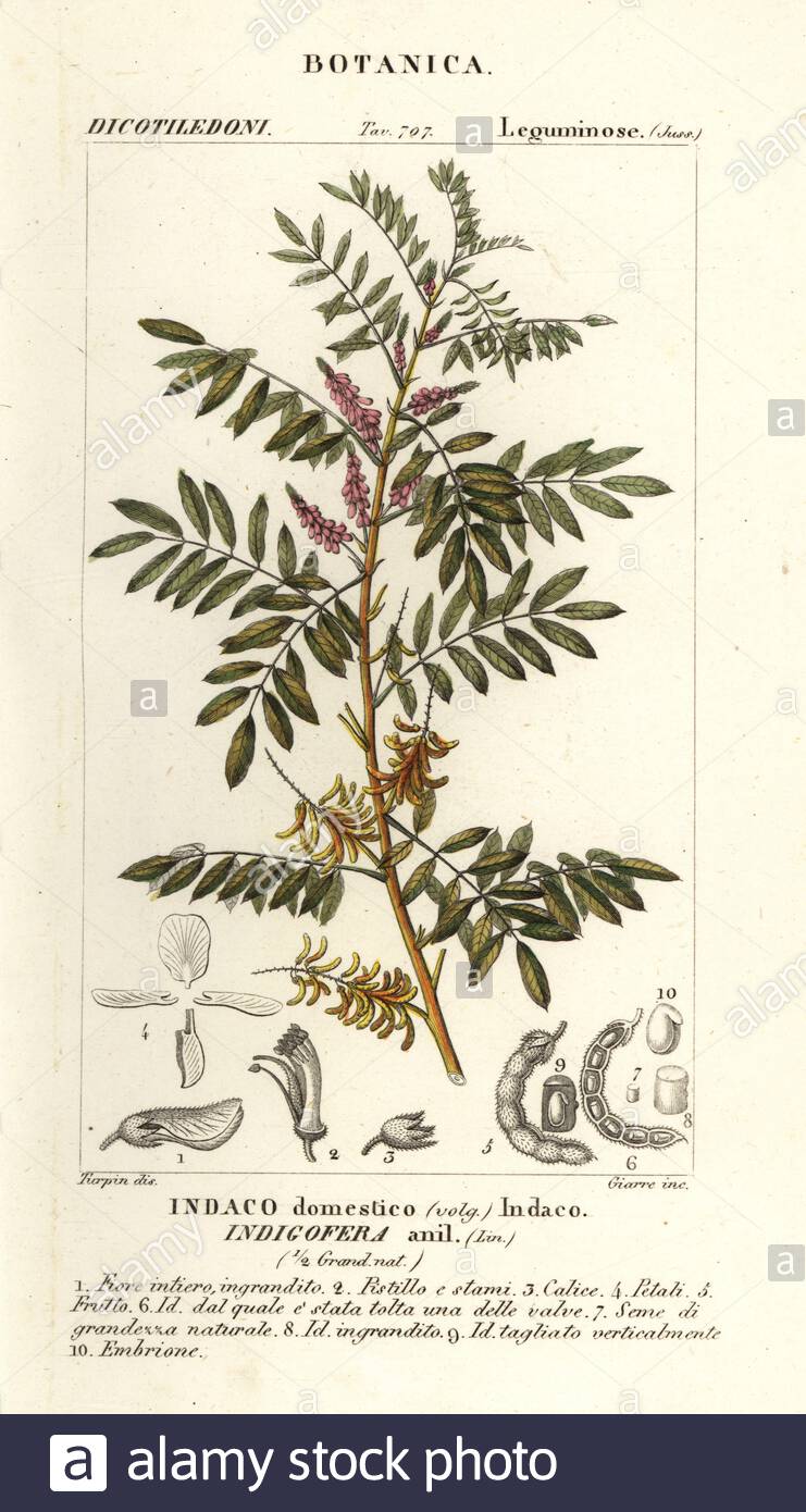 guatemalan indigo indigofera suffruticosa indigofera anil indaco domestico handcoloured copperplate stipple engraving from antoine laurent de jussieus dizionario delle scienze naturali dictionary of natural science florence italy 1837 illustration engraved by giarre drawn and directed by pierre jean francois turpin and published by batelli e figli turpin 1775 1840 is considered one of the greatest french botanical illustrators of the 19th century 2BAJ228
