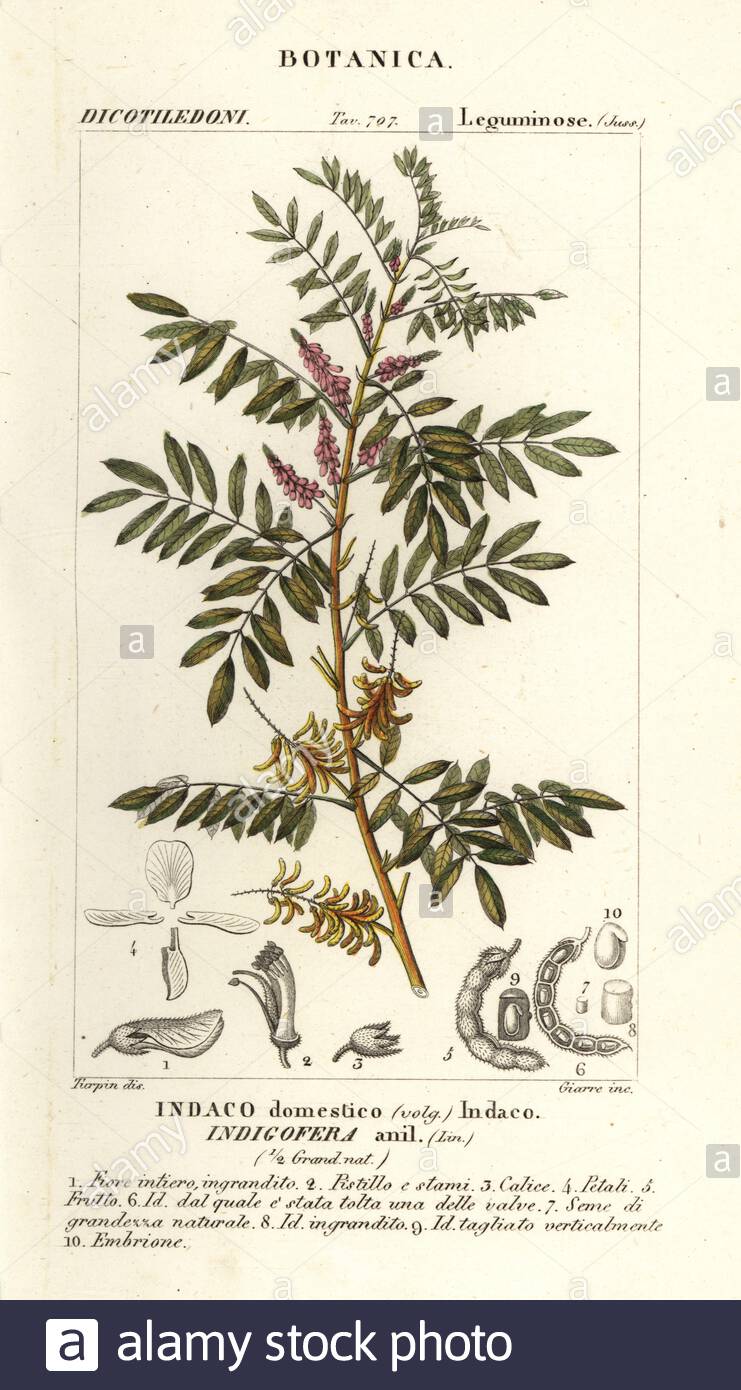 Le Jardin D Antoine Beau Indigofera Suffruticosa Stock S & Indigofera