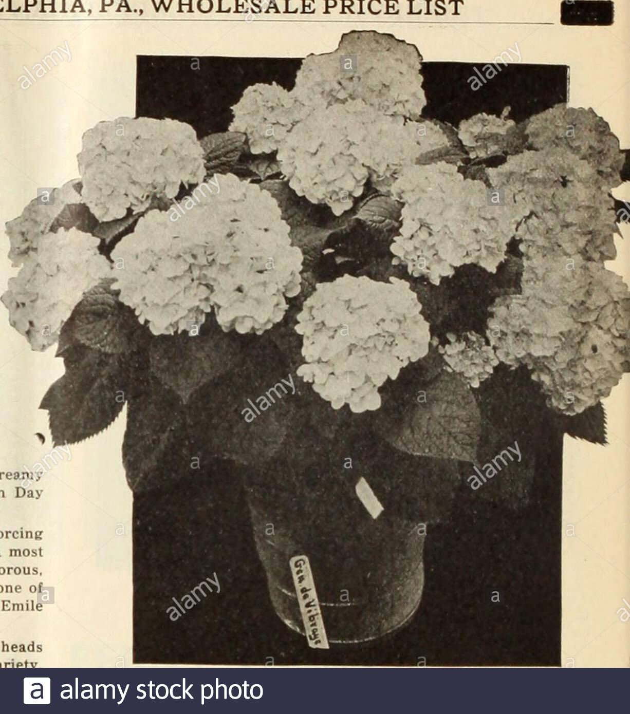 dreers wholesale price list decorative and other plants for florists bulbs for forcing seasonable flower seeds and florists requisites lliere general de vlbraye a favorite wherever seen very large beadsof bright rose colored flowers a splendid early forcing variety la lorraine very large flowers pale rose turning to brightpink has be e a general favorite mme a riverain superb bright rose color very vigorous andfloriferous mme e moulliere probably the most popular white variety onthe market today an early easy variety to force mme maurice hamar a delicate flesh r 2ANHBMC