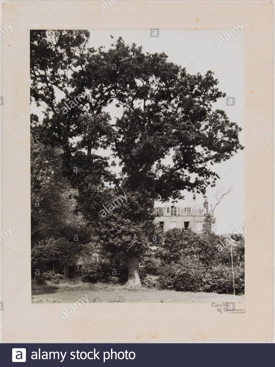 the oak of the united states of europe in the garden of hauteville house le chne des etats unis deurope dans le jardin de hauteville house photographie de thomas alfred andr grut 1852 1933 tirage glatino argentique dvelopp 1900 paris maison de victor hugo 2B8P77B