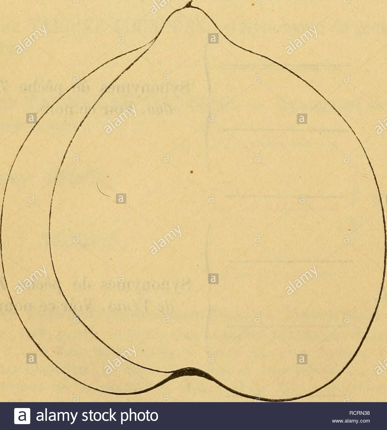 dictionnaire de pomologie contenant lhistoire la description la figure des fruits anciens et des fruits modernes les plus gnralement connus et cultivs 288 tt pcher h5 pche tton de vnus synonymes pches 1 du chevalier sous louis xiv daprs alexandre mazas histoire de lordre royal et militaire de saint louis 1860 t i p 170 2 ttin tardive la quiutinye instruction pour les jardins fruitiers et potagers 1690 t i pp 418 422 3 tuteon de venice langley pomona londineiisis 1729 p 101 pi 27 fg 4 4 tton knoop fructo logie RCRN38