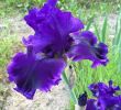 Le Jardin Des Fleurs Bordeaux Beau Serena Louisa