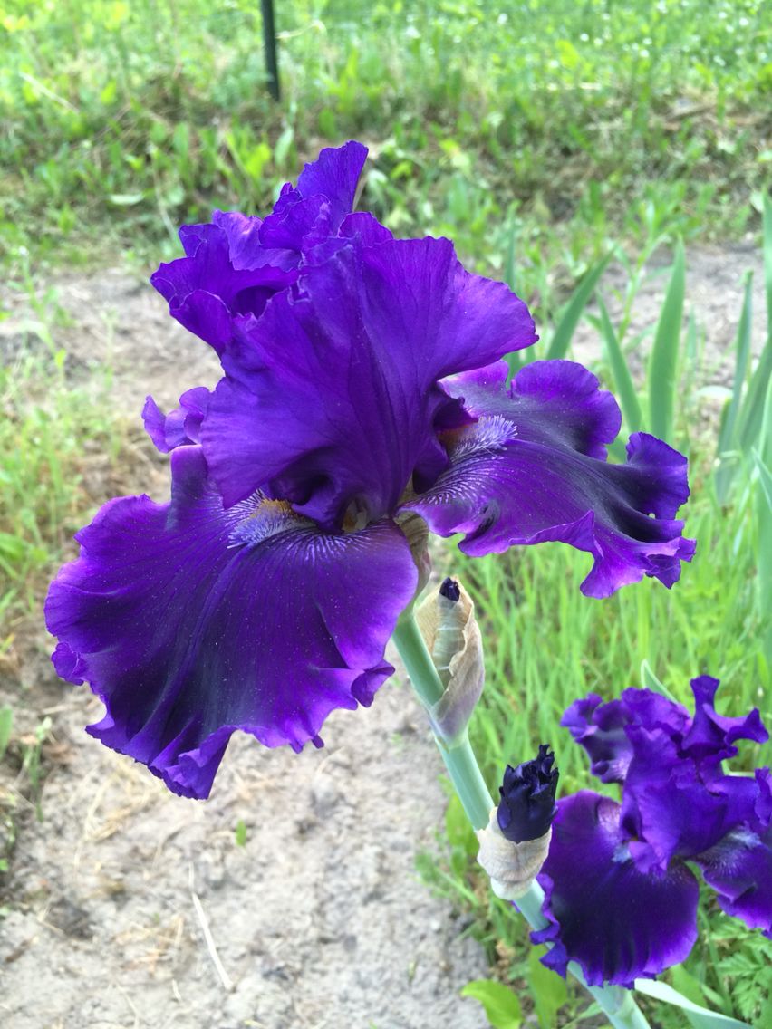 Le Jardin Des Fleurs Bordeaux Beau Serena Louisa