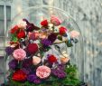 Le Jardin Des Fleurs Bordeaux Élégant 3047 Best Fleurs Et Jardin Images In 2020