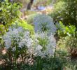 Le Jardin Des Fleurs Bordeaux Élégant épinglé Par Paul Brousse Sur Fleurs Jardin Nature