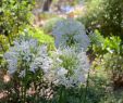 Le Jardin Des Fleurs Bordeaux Élégant épinglé Par Paul Brousse Sur Fleurs Jardin Nature