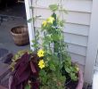 Le Jardin Des Fleurs Bordeaux Inspirant Black Sweet Potato Vine Vining Coleus Black Eyed Susan
