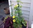 Le Jardin Des Fleurs Bordeaux Inspirant Black Sweet Potato Vine Vining Coleus Black Eyed Susan