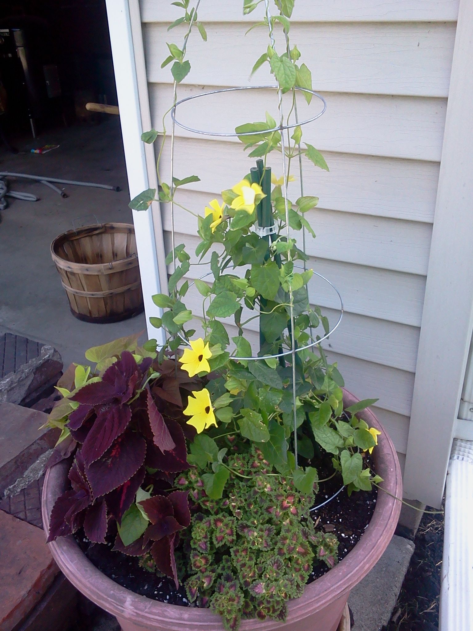 Le Jardin Des Fleurs Bordeaux Inspirant Black Sweet Potato Vine Vining Coleus Black Eyed Susan