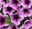 Le Jardin Des Fleurs Bordeaux Luxe Supertunia Bordeauxâ¢ Petunia Hybrid