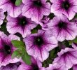 Le Jardin Des Fleurs Bordeaux Luxe Supertunia Bordeauxâ¢ Petunia Hybrid