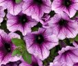 Le Jardin Des Fleurs Bordeaux Luxe Supertunia Bordeauxâ¢ Petunia Hybrid