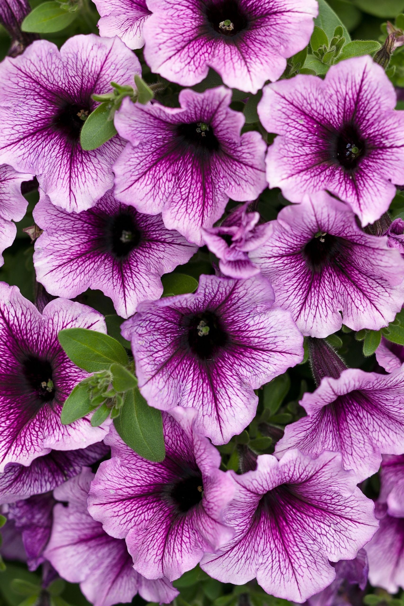 Le Jardin Des Fleurs Bordeaux Luxe Supertunia Bordeauxâ¢ Petunia Hybrid