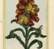 Le Jardin Des Fleurs Bordeaux Nouveau La Giroflee Stock S & La Giroflee Stock Alamy