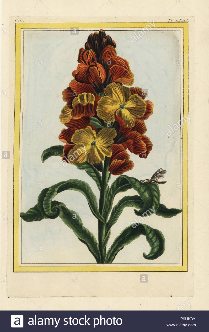 le violier jaune a large fleurs ou la giroflee wallflower erysimum cheiri or cheiranthus cheiri handcoloured etching from pierre joseph buchoz collection precieuse et enluminee des fleurs les plus belles et les plus curieuses qui se cultivent tant dans les jardins de la chine que dans ceux de leurope paris 1776 P9HK3Y