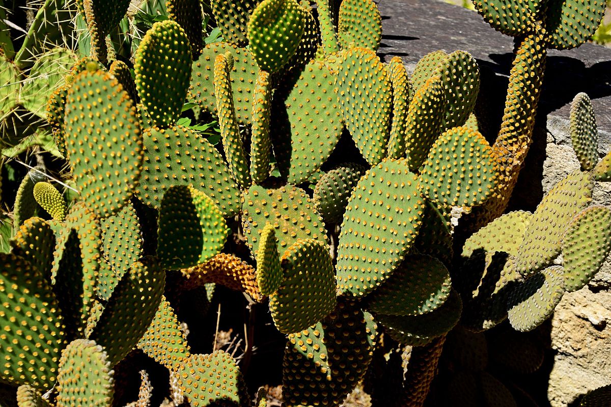 Le Jardin Des Plantes Montpellier Beau File Opuntia Microdasys In Jardin Des Plantes De Montpellier