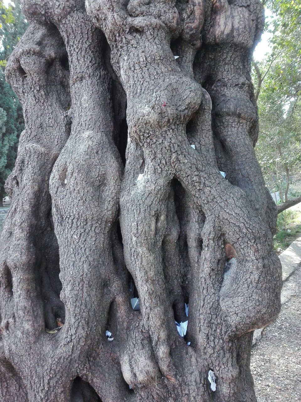 Le Jardin Des Plantes Montpellier Beau Jardin Des Plantes Montpellier 2020 All You Need to Know