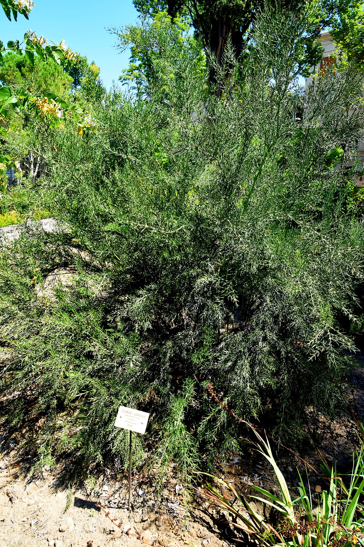 1200px Colletia spinosissima in Jardin des plantes de Montpellier 01