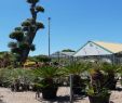 Le Jardin Des Plantes Montpellier Inspirant Pépini¨re Montpellier Paysagiste Montpellier Création Jardin