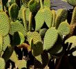 Le Jardin Des Plantes Montpellier Luxe File Opuntia Microdasys In Jardin Des Plantes De Montpellier