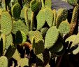 Le Jardin Des Plantes Montpellier Luxe File Opuntia Microdasys In Jardin Des Plantes De Montpellier