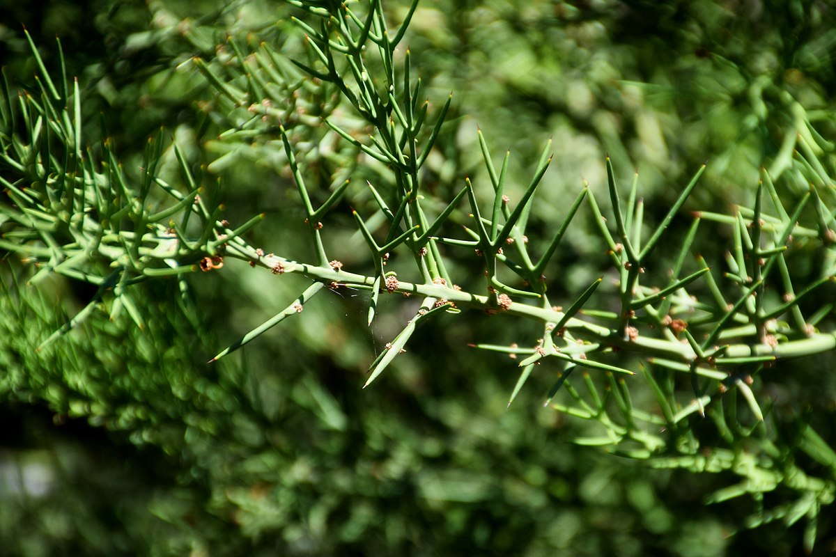 1200px Colletia spinosissima in Jardin des plantes de Montpellier 02