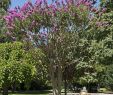 Le Jardin Des Plantes toulouse Frais K­nai Selyemvirágfa – Wikipédia