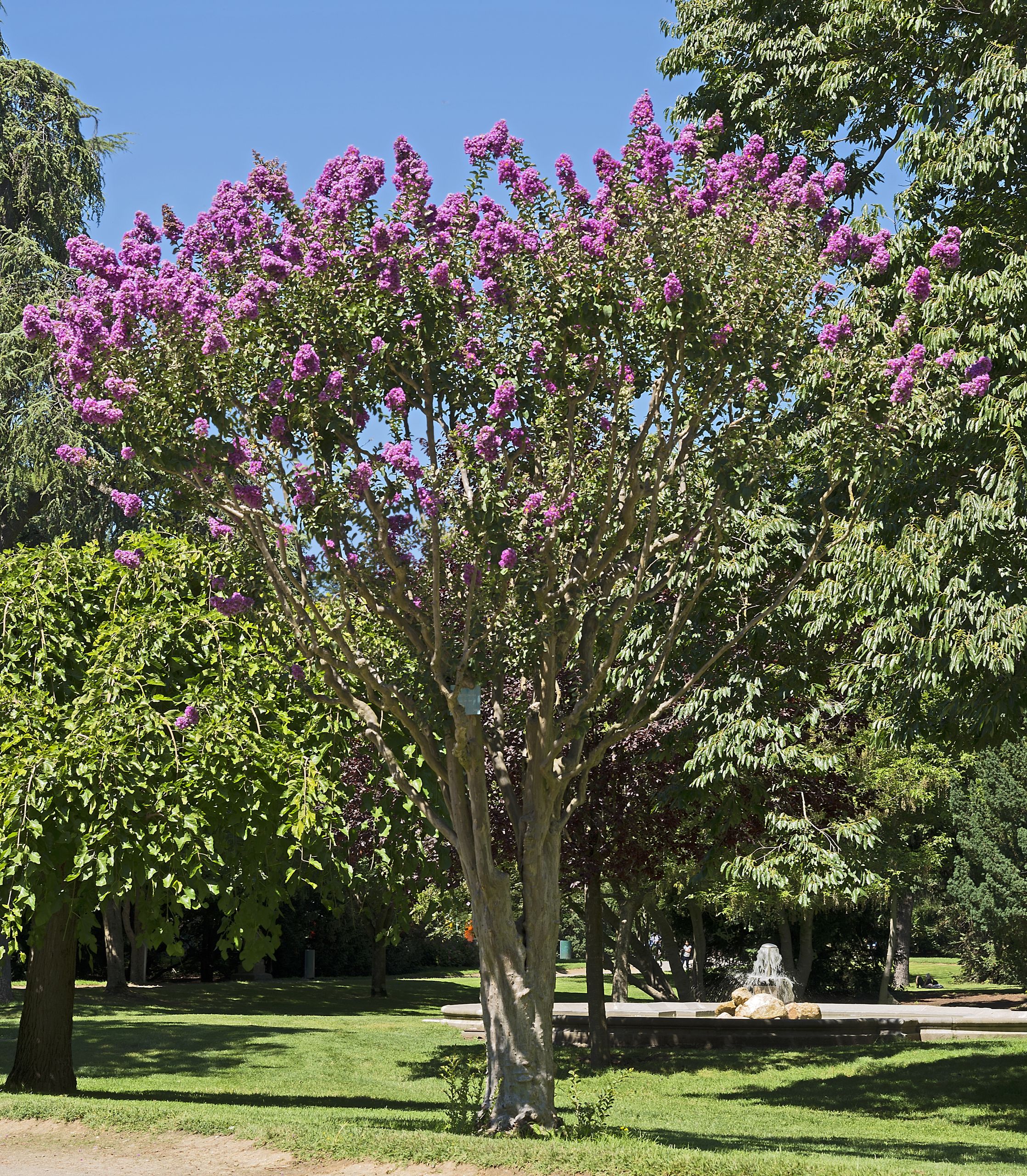 Lagerstroemia indica MHNT Jardin des Plantes de Toulouse