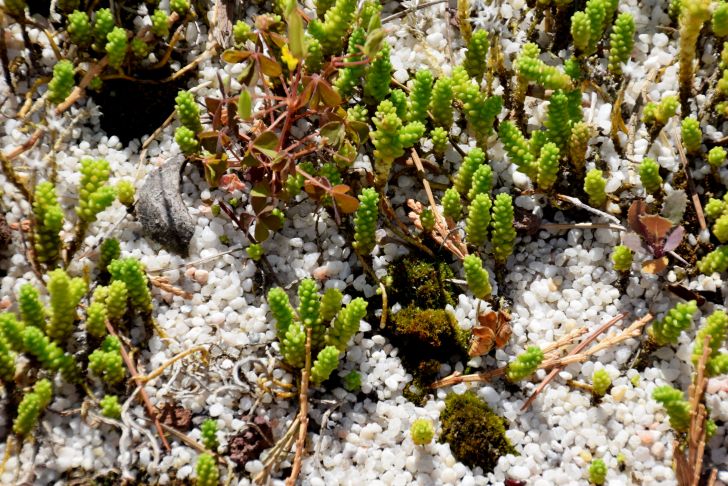 Le Jardin Des Plantes toulouse Inspirant File Sedum Acre In Jardin Des Plantes De toulouse