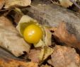 Le Jardin Des Plantes toulouse Unique Peruvian Groundcherry Media Encyclopedia Of Life