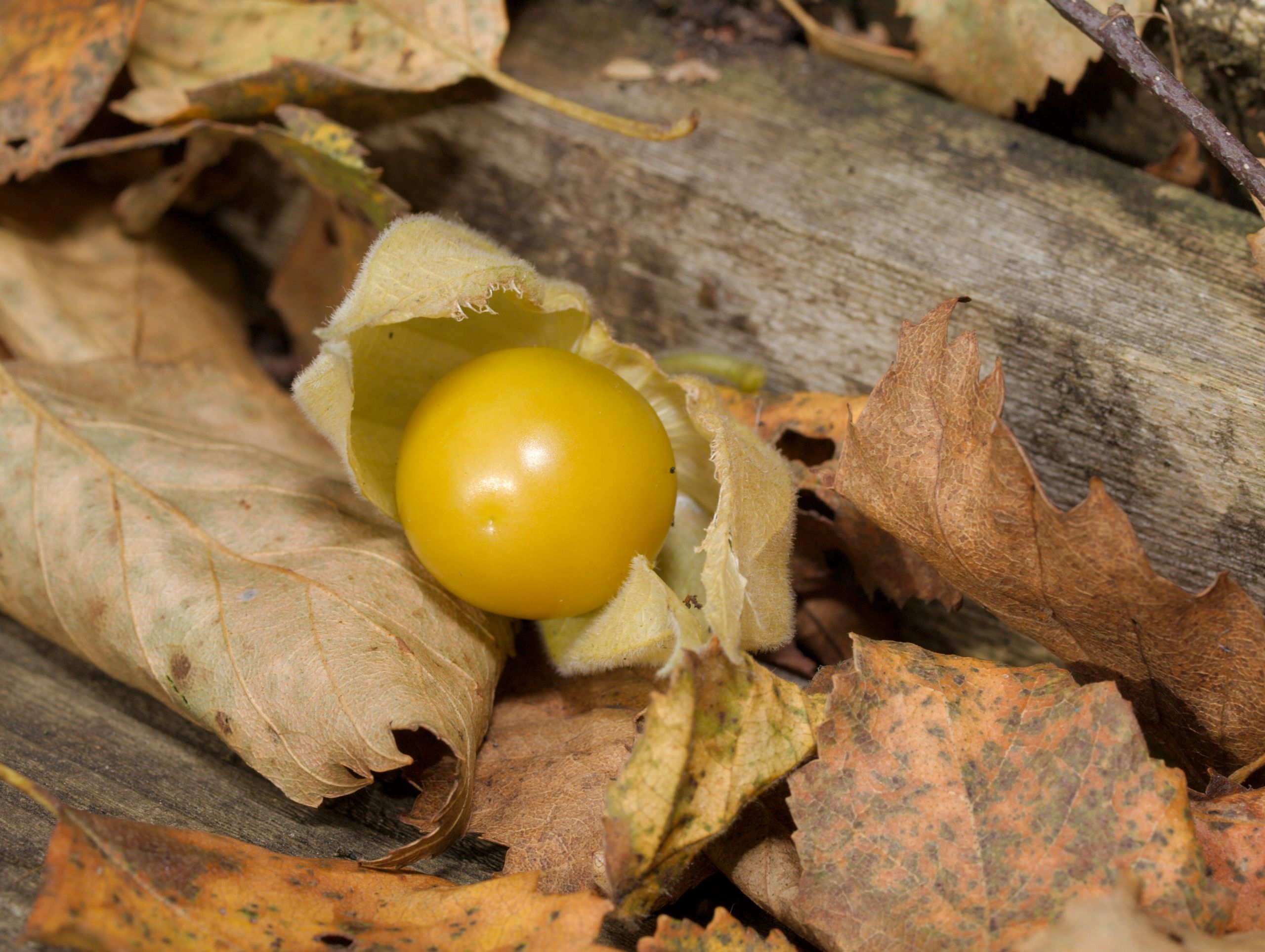 Le Jardin Des Plantes toulouse Unique Peruvian Groundcherry Media Encyclopedia Of Life