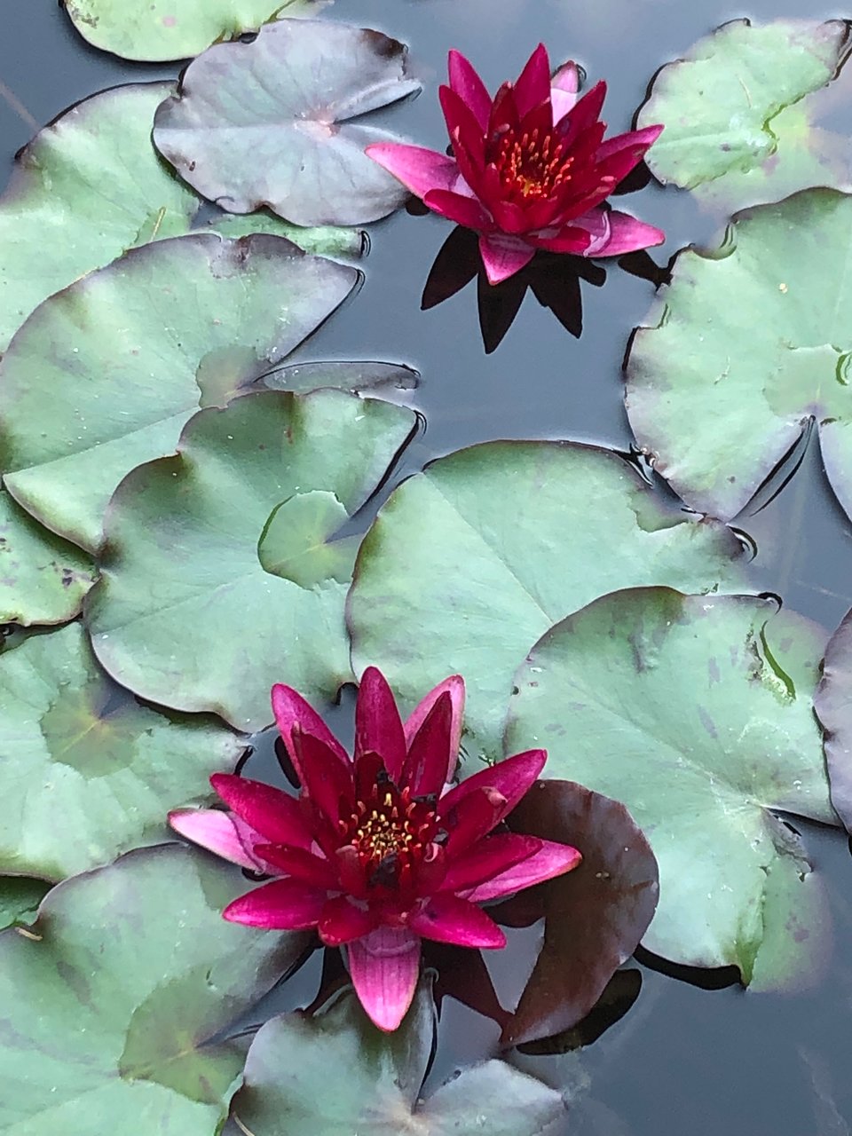 Le Jardin Des Plantes Voglans Beau Les Jardins De L Eau Du Pre Curieux Evian Les Bains 2020