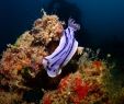 Le Jardin Des Sens Guebwiller Best Of Seaventures Dive Rig Dive Resort