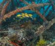 Le Jardin Des Sens Guebwiller Inspirant Seaventures Dive Rig Dive Resort