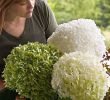 Le Jardin Du Pic Vert Beau Hortensia Strong Annabelle