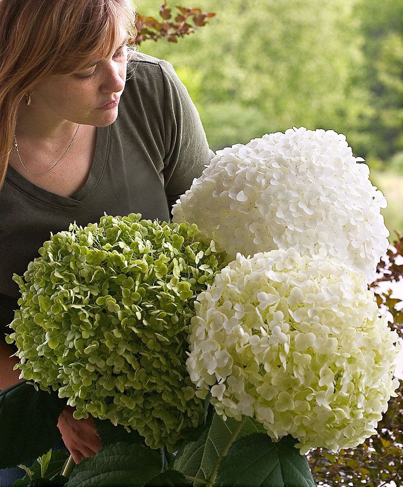 Le Jardin Du Pic Vert Beau Hortensia Strong Annabelle