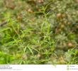 Le Jardin Du Pic Vert Élégant Buisson Vert De Cannabis Dans Le Jardin De Pomme Image Stock