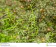 Le Jardin Du Pic Vert Élégant Buisson Vert De Cannabis Dans Le Jardin De Pomme Image Stock