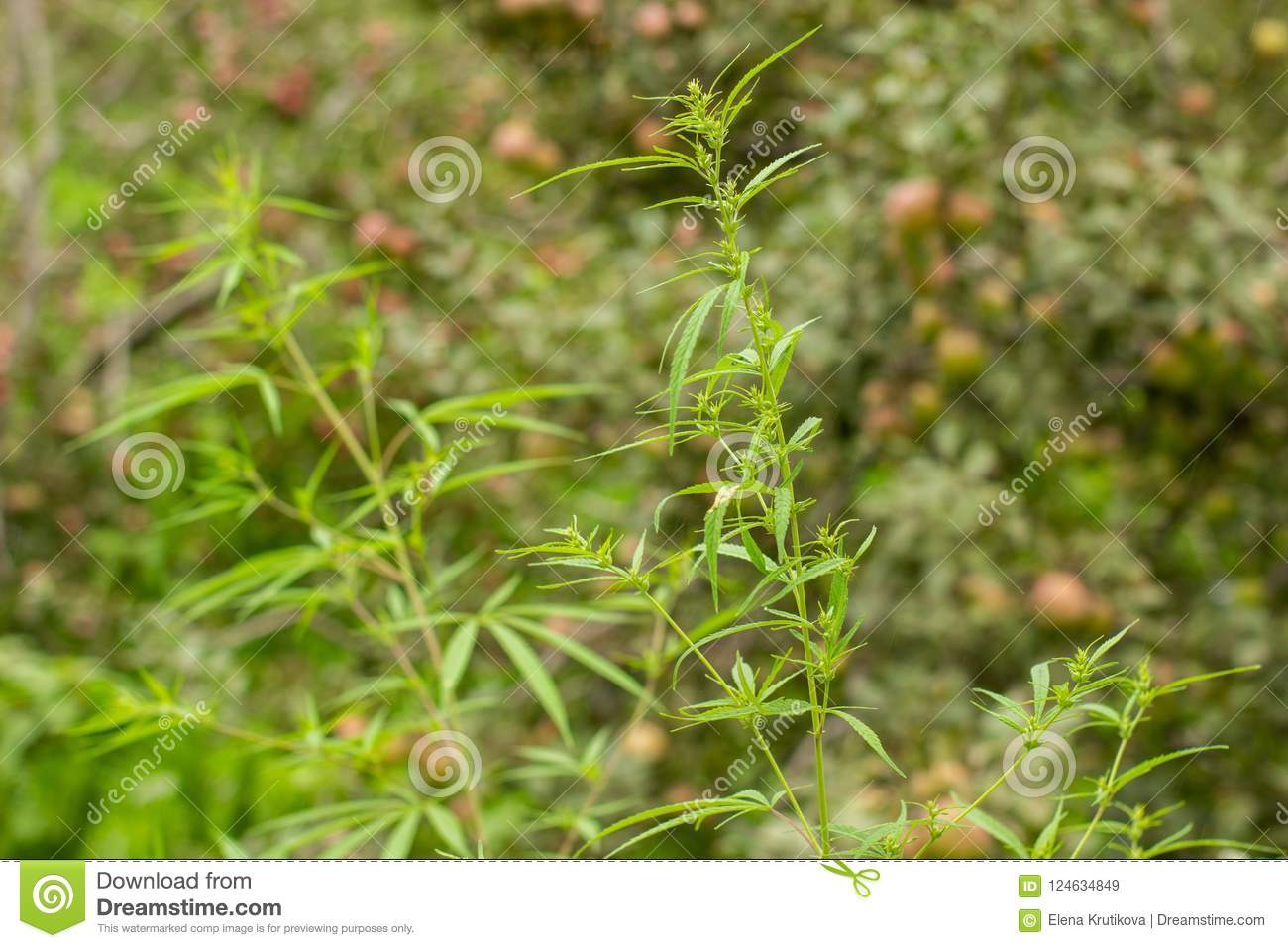 Le Jardin Du Pic Vert Élégant Buisson Vert De Cannabis Dans Le Jardin De Pomme Image Stock