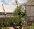 Le Jardin Du Pic Vert Élégant File Yucca Gloriosa Yucca 80 Wikimedia Mons