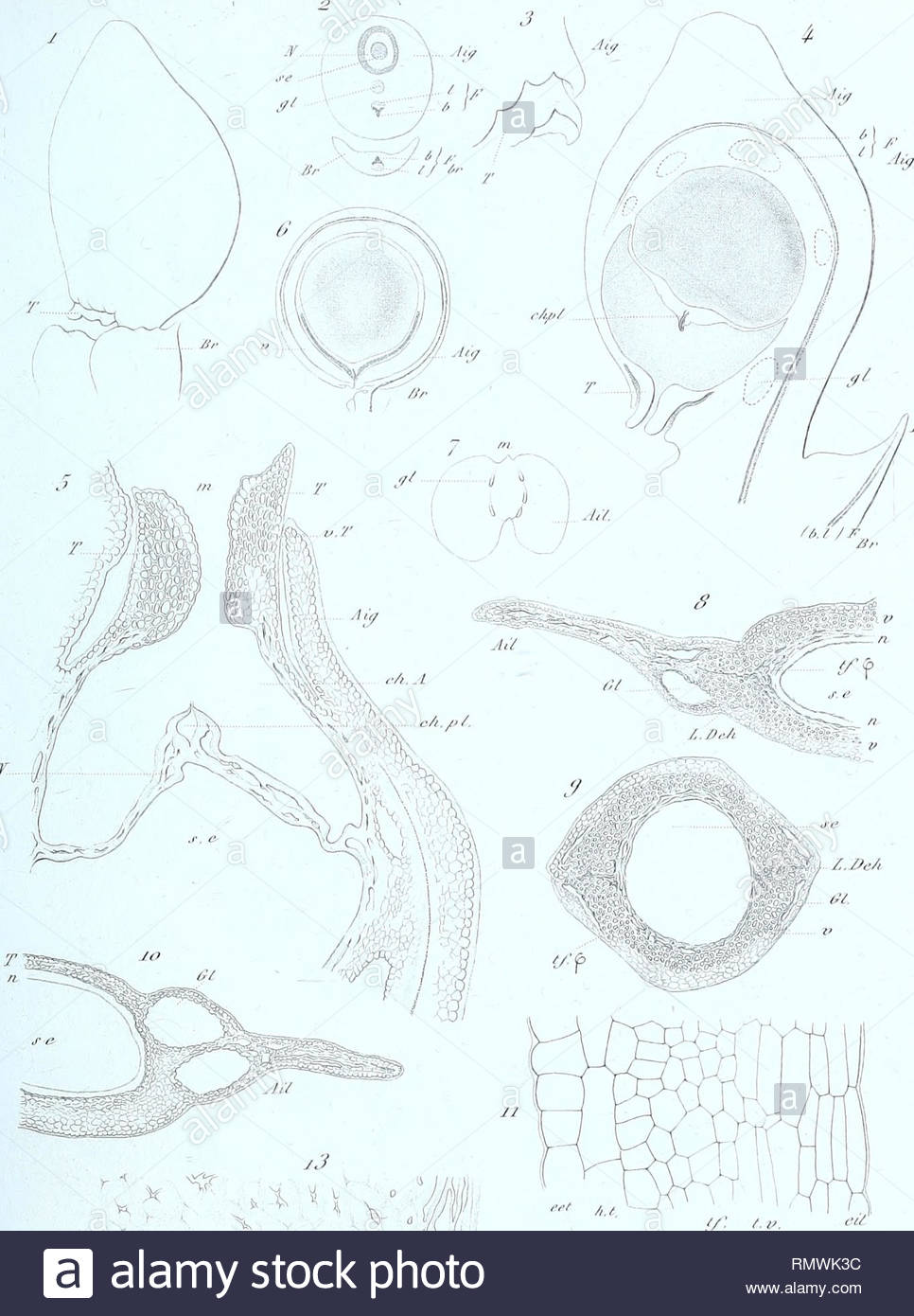 annales des sciences naturelles botaniques iju c y vfl e w i t r x ft r zjdei x l m si f 2 1 gt p 4 4 hw v 4 and gt vl trtlw vm ulfp 4wr lt 7wr sltif des izioiyevhf please note that these images are extracted from scanned page images that may have been digitally enhanced for readability coloration and appearance of these illustrations may not perfectly resemble the original work paris RMWK3C