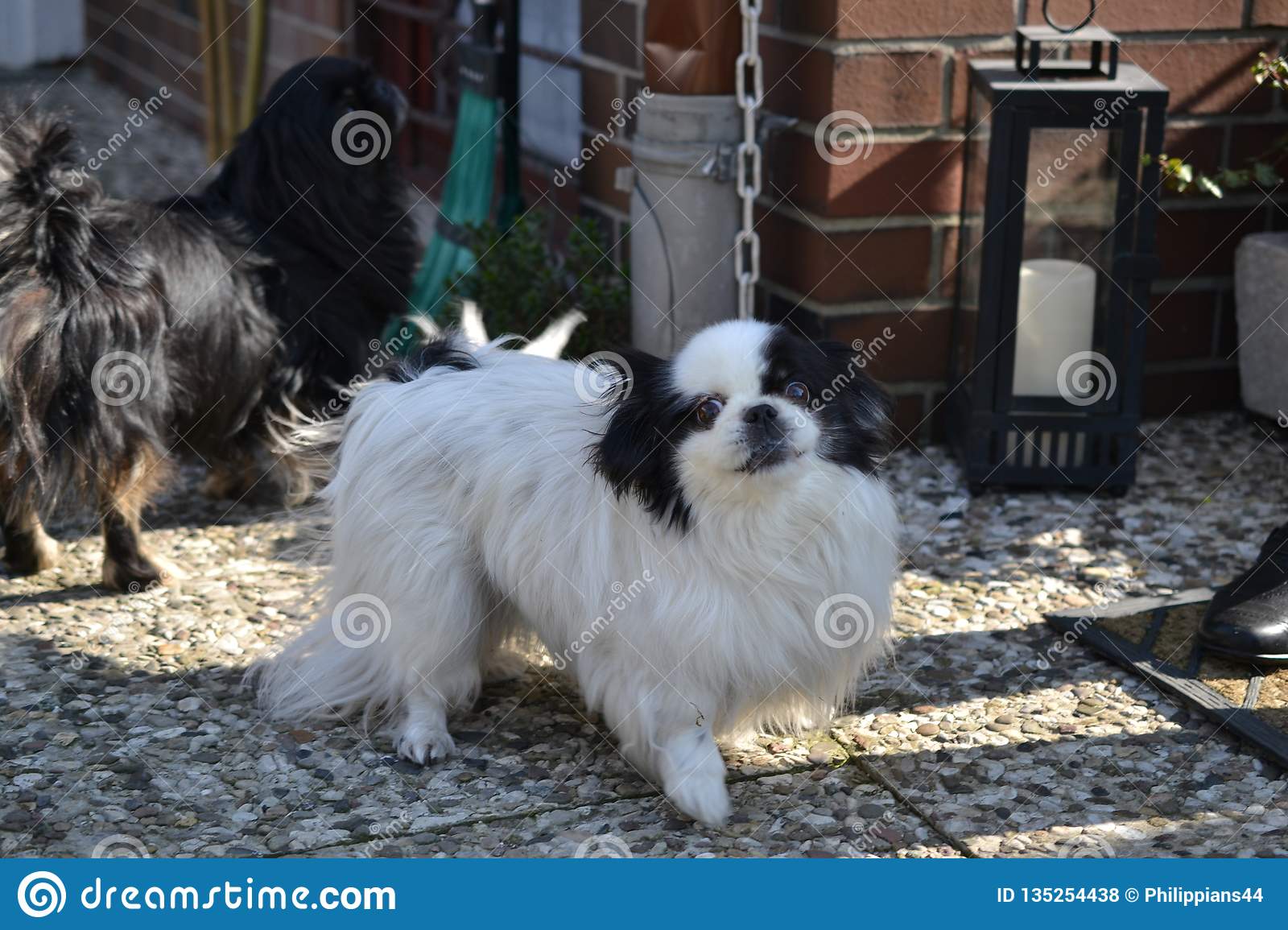 race de couples pékinois blanche et noire courte longue adorable cheveux jouant ensemble dans le jardin chiot chien