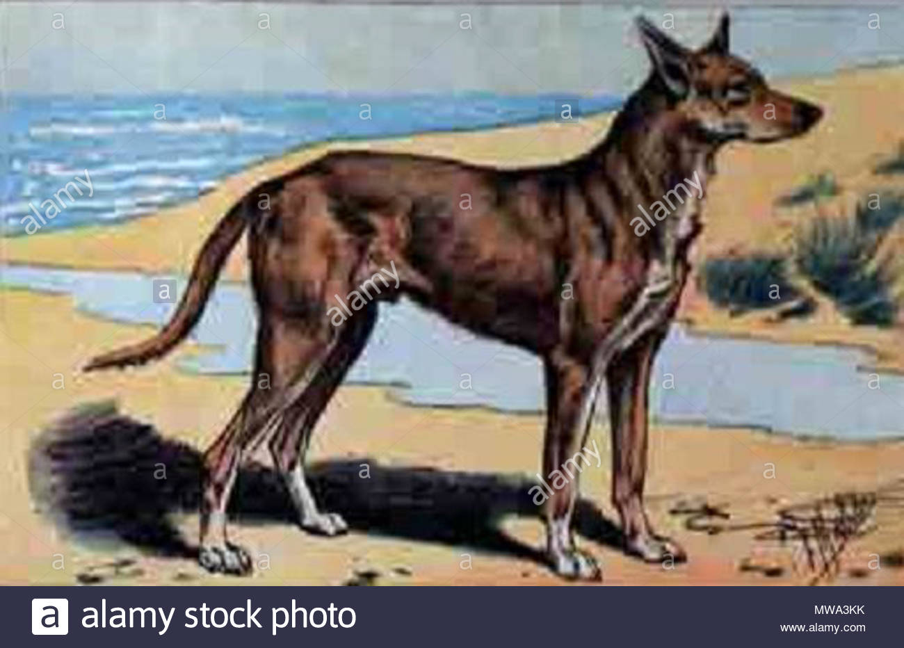 english a dog from the breed charnaigre of provence france disapeared at the beginning of xxth century franais chien de race charnaigre en provence france disparu au dbut du xxe sicle 27 february 2008 arsne lapin 124 charnaigre MWA3KK